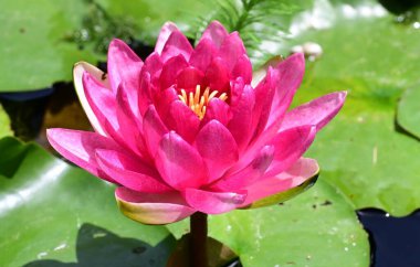 Gölette nilüfer çiçeği 