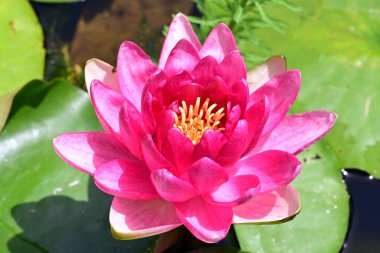 Gölette nilüfer çiçeği 