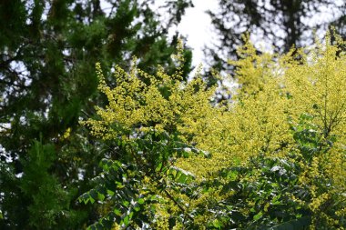 Yazın bahçede açan güzel çiçeklerin yakın görüntüsü.       