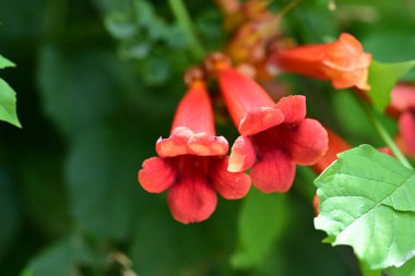 Güneşli yaz gününde bahçede yetişen güzel çiçekler.                    