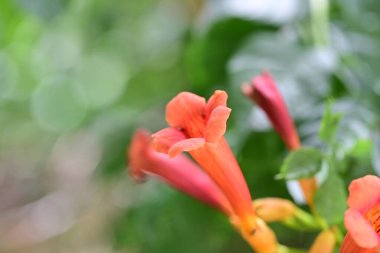 Güneşli yaz gününde bahçede yetişen güzel çiçekler.                    