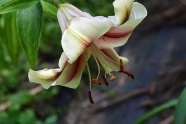 Bahçedeki güzel zambak çiçekleri
