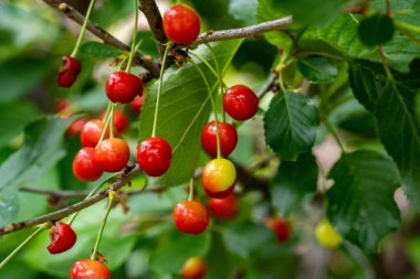 Bahçede olgunlaşmış kirazlar. Yaklaş. 
