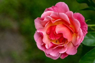 Bahçede açan güzel pembe gülün yakın plan görüntüsü.                      