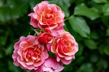 Bahçede açan güzel pembe gül çiçeklerinin yakın görüntüsü.                      