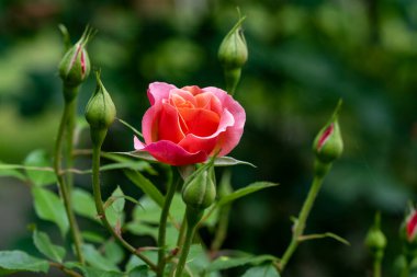 Bahçede açan güzel pembe gülün yakın plan görüntüsü.                      