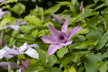 Güzel Clematis çiçeklerini kapat.