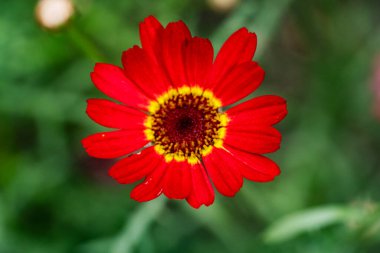 Güneşli yaz gününde bahçede büyüyen güzel bir çiçek.                    