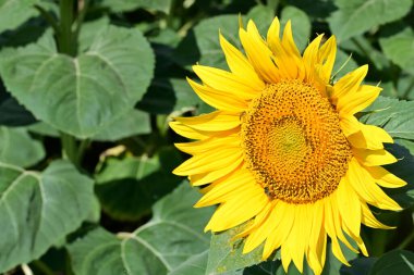Yazın ayçiçeği tarlası