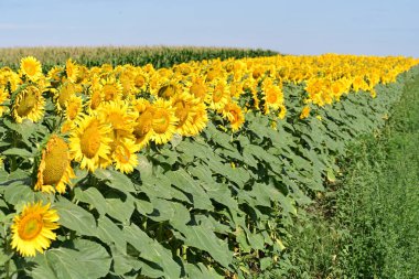 Tarlada güzel ayçiçekleri 