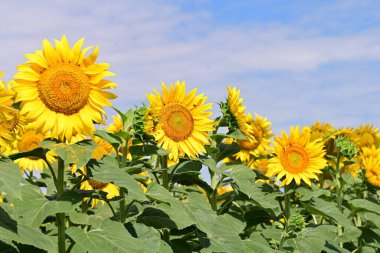 Tarlada güzel ayçiçekleri 