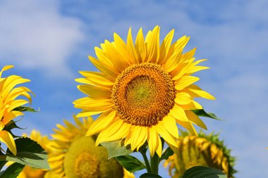 Tarlada güzel ayçiçekleri 