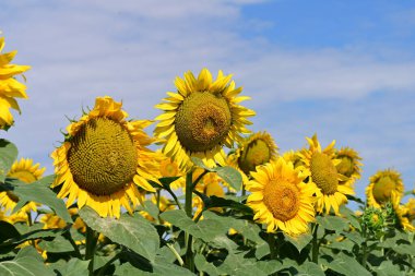 Tarlada güzel ayçiçekleri 