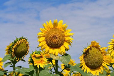 Tarlada güzel ayçiçekleri 