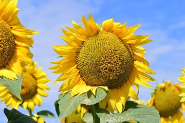 Tarlada güzel ayçiçekleri 