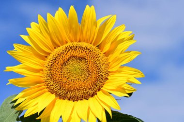 Tarlada güzel ayçiçekleri 