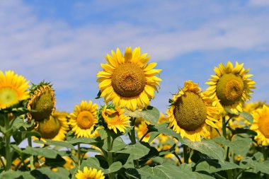 Tarlada güzel ayçiçekleri 