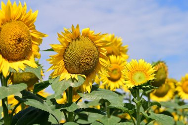 Tarlada güzel ayçiçekleri 