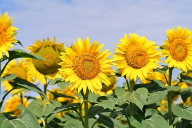 Tarlada güzel ayçiçekleri 