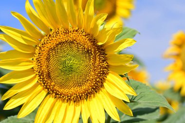 Tarlada güzel ayçiçekleri 