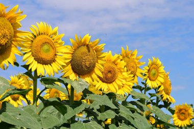 Tarlada güzel ayçiçekleri 