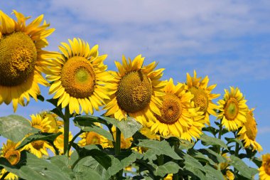 Tarlada güzel ayçiçekleri 