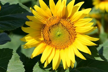 Tarlada güzel ayçiçekleri 