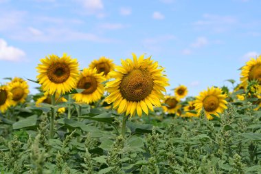 Mavi gökyüzüne karşı çiçek açan ayçiçeği tarlası 
