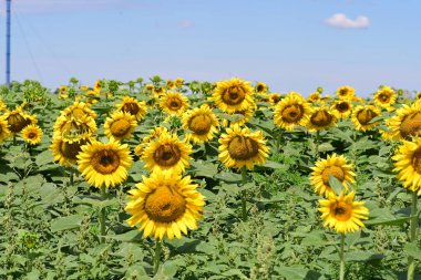 Mavi gökyüzüne karşı çiçek açan ayçiçeği tarlası 
