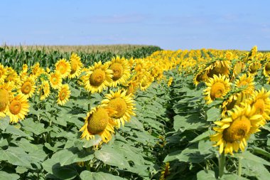 Mavi gökyüzüne karşı çiçek açan ayçiçeği tarlası 