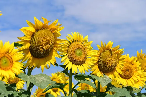 Tarlada güzel ayçiçekleri 