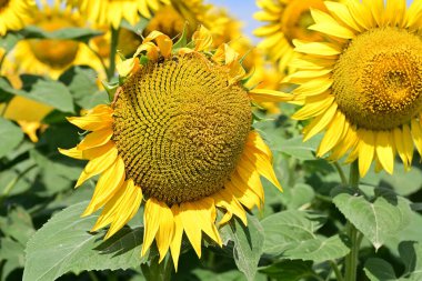 Mavi gökyüzüne karşı çiçek açan ayçiçeği tarlası 
