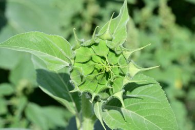 Mavi gökyüzüne karşı çiçek açan ayçiçeği tarlası 
