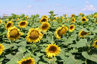 Mavi gökyüzüne karşı çiçek açan ayçiçeği tarlası 