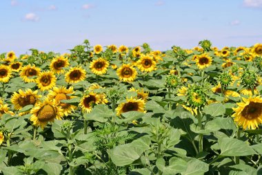 Mavi gökyüzüne karşı çiçek açan ayçiçeği tarlası 