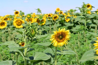 Mavi gökyüzüne karşı çiçek açan ayçiçeği tarlası 
