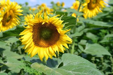 Mavi gökyüzüne karşı çiçek açan ayçiçeği tarlası 