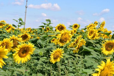 Mavi gökyüzüne karşı çiçek açan ayçiçeği tarlası 