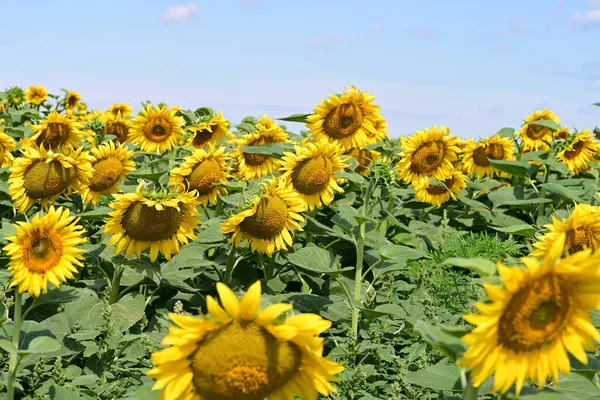 Mavi gökyüzüne karşı çiçek açan ayçiçeği tarlası 