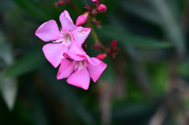 Bahçede yetişen pembe çiçeklere yakın.