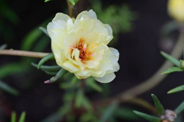 Güzel sarı çiçek bahçesinde yakın çekim