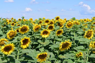 Mavi gökyüzüne karşı çiçek açan ayçiçeği tarlası 