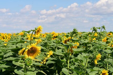 Mavi gökyüzüne karşı çiçek açan ayçiçeği tarlası 