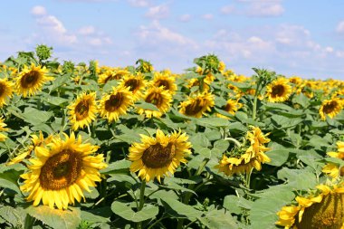 Mavi gökyüzüne karşı çiçek açan ayçiçeği tarlası 