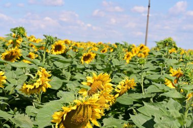 Mavi gökyüzüne karşı çiçek açan ayçiçeği tarlası 