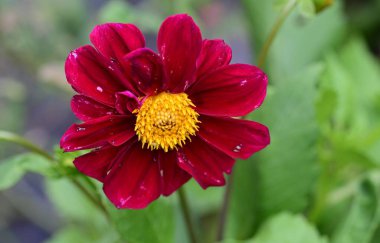 Bahçedeki pembe çiçekleri kapat.