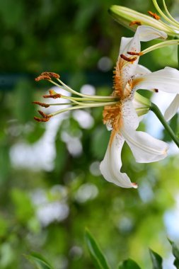 Sarı ve beyaz zambak çiçekleri