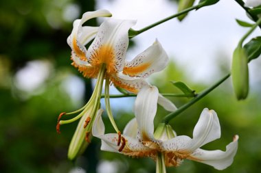 Bahçedeki güzel zambak çiçekleri
