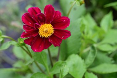 Bahçedeki pembe çiçekleri kapat.