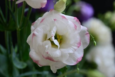 İnanılmaz Eustoma çiçeklerini kapatın.